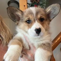 Figi - Sable female Pembroke Welsh Corgi puppy in New Auburn, Wisconsin from Cordell Corgis