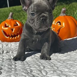 French Bulldog and Pug Puppies from Peachy Pugs