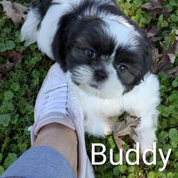 Buddy - Black gold and white male Shih Tzu puppy in Clyde, North Carolina from Shawgo Pups