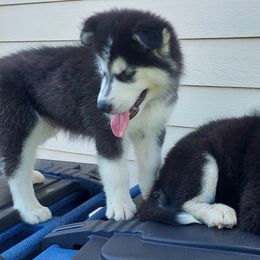 Alaskan Husky Puppies from Mawlawi Huskies