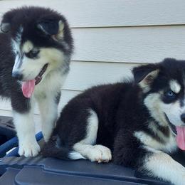 Alaskan Husky Puppies from Mawlawi Huskies