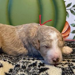 Flannel -red - Cream and white male Aussiedoodle puppy in Grand Haven, Michigan from Happy Hippy Doodles