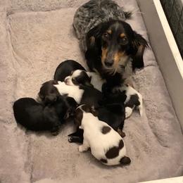 Moxie - Dachshund