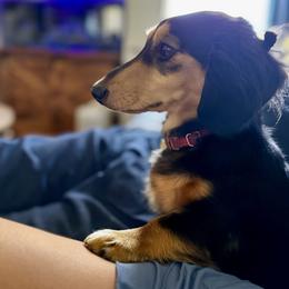 Holley - Dachshund