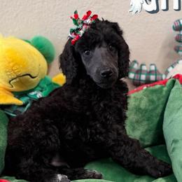 Ghost - Black female Poodle puppy in Nederland, Texas from Lingo Standard Poodles