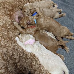Australian Labradoodle Puppies from Llewellyn's Grove Labradoodles