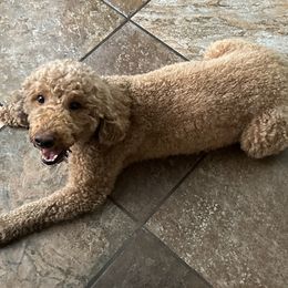 Cali - Goldendoodle
