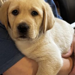 Labrador Retriever Puppies from Duck Pond Farm English Labradors
