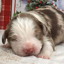 Zeek - Red merle male Australian Shepherd puppy in Boise, Idaho from Black Canyon Corral Aussies