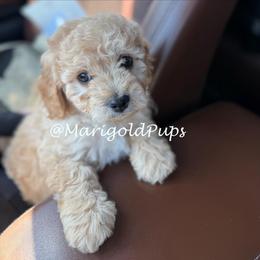 Parker - Red male Cavapoo puppy in Liberty, Missouri from Marigold Pups