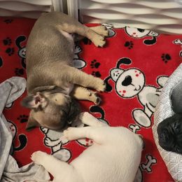 French Bulldog Puppies from Honey Hole Frenchies