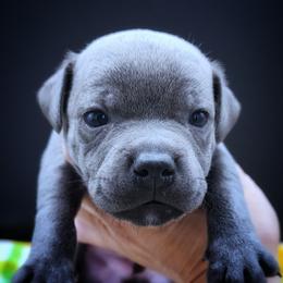 Custard - Blue male Staffordshire Bull Terrier puppy in Dallas, Texas from Wild Blue Staffords
