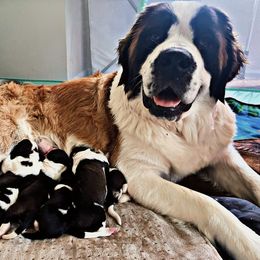 Saint Bernard Puppies from Southern Saints