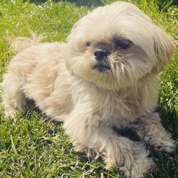 Shih Tzus from For the Love of Shih Tzus