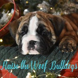 Phyllis - Brindle female Bulldog puppy in Caledonia, New York from Raise The Woof Bulldogs