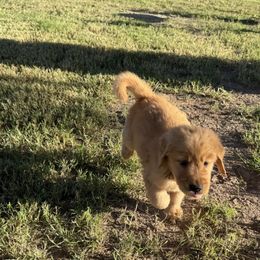 Sora - Golden female Golden Retriever puppy in Chandler, Arizona from Az K9 Companions