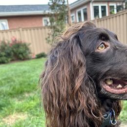 Boykin Spaniels from Lake Lands Boykin Spaniels