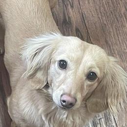 Wilson - Dachshund