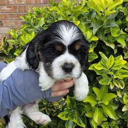 BOY BROWN - Black white and tan male Cocker Spaniel puppy in Longview, Texas from Allison Cocker Spaniel Pup's