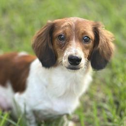 Kloe - Dachshund