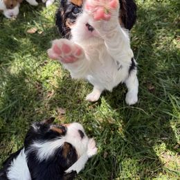 Cavalier King Charles Spaniel Puppies from Campbell’s Cavaliers