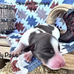 Candy Paws - Piebald male Dachshund puppy in Duncan, Arizona from Bootheel Doxies