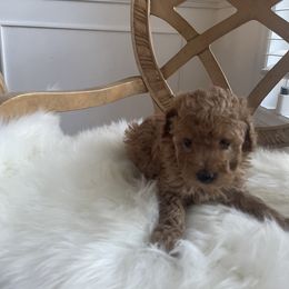 Pekingese and Poodle Puppies from Dogs lovers