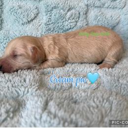 Cream pie - Cream male Dachshund puppy in New Mexico from Long Dog Ranch