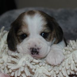 Prairie - Black tan and white female Beagle puppy in Morrill, Kansas from Kelle Beagles