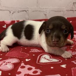 Lottie - Piebald female Dachshund puppy in Colbert, Oklahoma from Brooke Crenshaw