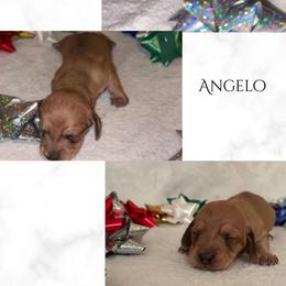 Angelo - Cream male Dachshund puppy in Saint Paul, Minnesota from Vibrant Eyes Doxies