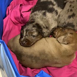 Dachshund Puppies from Honey Creek Doxies