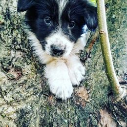 Collie Puppies from Lanz Hollow Farm