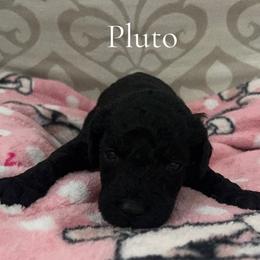 Boy 4- Pluto - Black male Poodle puppy in St Augustine, Florida from St Augustine Poodles