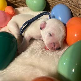 Girl 5 - White and black female Dalmatian puppy in Claremore, Oklahoma from Lotsofdots Dalmatians