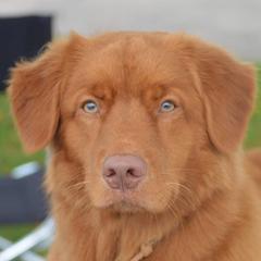 Nova Scotia Duck Tolling Retrievers from Sagewood