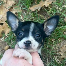 Girl 1 - female Chihuahua puppy in Paradise, Texas from KCL Pups