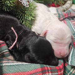 Girl 3 - White and gold female Bordoodle puppy in Hillsboro, Wisconsin from Nolichuckey Bordoodles