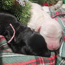 Girl 3 - White and gold female Bordoodle puppy in Hillsboro, Wisconsin from Nolichuckey Bordoodles