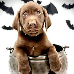 Labrador Retriever Puppies from Southern Heritage Retrievers