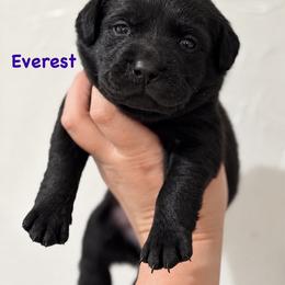 Everest - Black female Labrador Retriever puppy in Tomahawk, Wisconsin from Mahner Labs