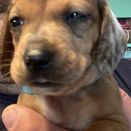 Dachshund Puppies from Witchy Woman’s Wiener’s