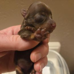 Fireberry - Red and brown female Russian Toy puppy in Boise, Idaho from Nesting Dolls