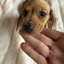 Mini - Dapple female Dachshund puppy in Stilwell, Oklahoma from Dachshunds of Bunch