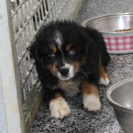 Lizzy - Black tri female Miniature Australian Shepherd puppy in Powderly, Texas from Kuttin’ Up Mini Aussies