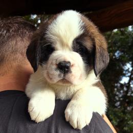 Red Collar - Brown and white female Saint Bernard puppy in New York from Johnson Farms