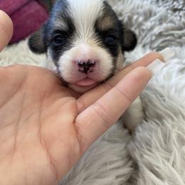 Pembroke Welsh Corgi Puppies from 777 Corgis