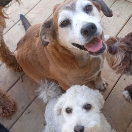 Cockapoos, Double Doodles, Goldendoodles, Poodles, and Shihpoos from Peace, Love, and Puppies at the Creek