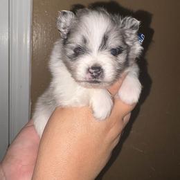 Armani - Black parti male Pomeranian puppy in Illinois from Maribel Poms