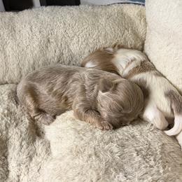 Boy1 - Lilac male Shih Tzu puppy in Union City, Georgia from Chinx Puppy Songs